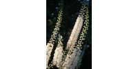 ORGANIC HERB TEA BLACK COHOSH, (Cimicifuga) Actaea racemosa